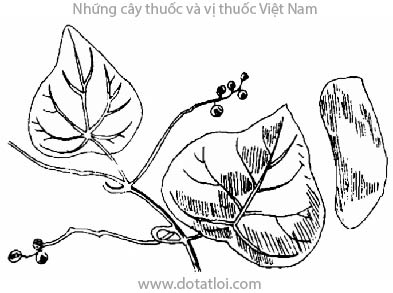 PHẤN PHÒNG KỶ, RADIX STEPHANIAE, 粉防己