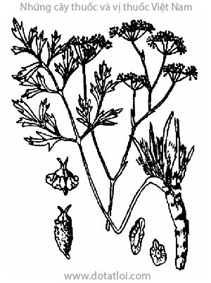 Phòng phong, thiên phòng phong, Radix Ledebouriellae seseloidis, đông phòng phong, bàng phong, Ledebouriella seseloides Wolff., họ Hoa tán Apiaceae, Umbelliferae