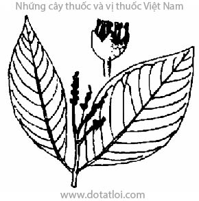 PREAH PHNEOU, Chiều liêu, preas phnau, pras phneou, Terminalia nigrovenulosa Pierre., họ Bàng, Combretaceae