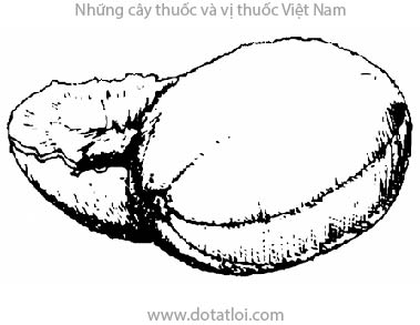 quả la hán, LA HÁN, 羅漢果, 罗汉果, Momordica grosvenori Swingle., họ bầu bí, Cucurbitaceae