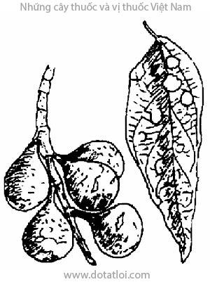 CÂY SUNG, 優曇, 优昙, lo va, Ficus glomerata Roxb. var. chittagonga (Miq.) King, Ficus chittagonga Miq., C. mollis Miq., họ Dâu tằm, Moraceae