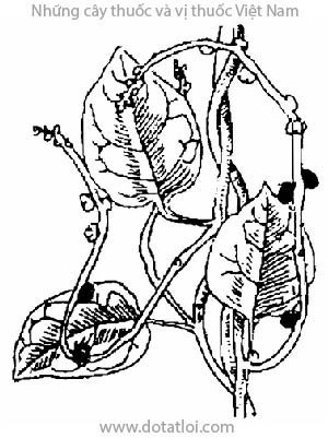 RAU MỒNG TƠI, 落葵, mồng tơi dỏ, mồng tơi tía, lạc quỳ, phak pang, Basella rubra L., Basellaalba L., họ Mồng tơik Basellaceae