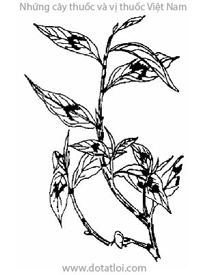 RAU RĂM, 芳香蓼, thủy liểu, chi krassang tomhom, phăk phèo, Polygonum odoratum Lour, họ Rau răm, Polygonaceae