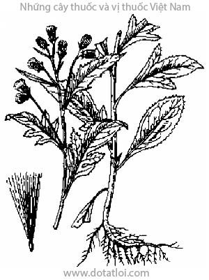 RAU TÀU BAY, 野茼蒿, Gynura crepidioides Beth., họ Cúc Asteraceae, Compositae