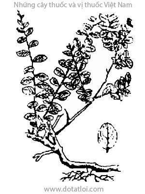 RUNG RÚC, 老鼠耳, rút dế, cứt chuột, đồng bìa, Berchemia lineata (L.) DC., họ Táo, Rhamnaceae