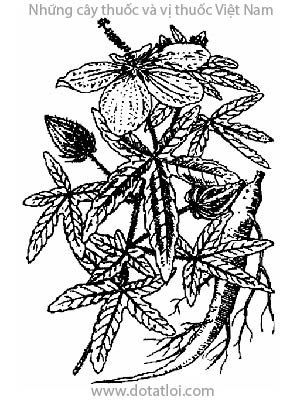 SÂM BỐ CHÍNH, 五指山參, 五指山参, sâm thổ hào, sâm báo, nhân sâm Phú Yên, Hibiscus sagittifolius Kurz, Abelmoschus sagittifolius L. Merr., Hibiscus apelmoschus L., họ Bông, Malvaceae