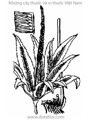 SÂM RỪNG, 黃細心, 黄细心, sâm nam, sâm rừng, sâm đất, Boerhaavia repens L., B. diffusa L., B. procumbens Wight, Axia cochin chinensis Lour, họ Hoa phấn, Nyctaginaceae
