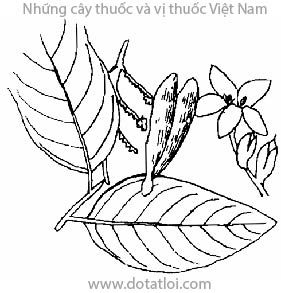 SAO ĐEN, koky, may khèn, Hopea odorata Roxb., họ Dầu, Dipterocarpaceae