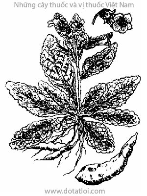 SINH ĐỊA, 地黄, địa hoàng, thục địa, Rehmannia glutinosa (Gaertn.) Libosch, Digitalis glutinosa Gaertn, họ Hoa mõm chó, Scrophulariaceae