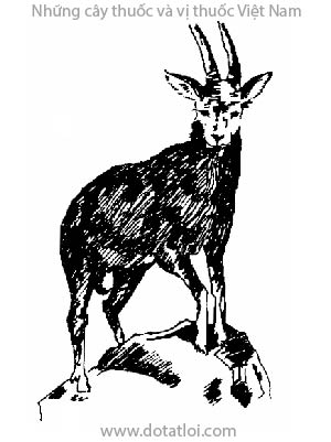 Sơn dương, Capricornis sumatrensis