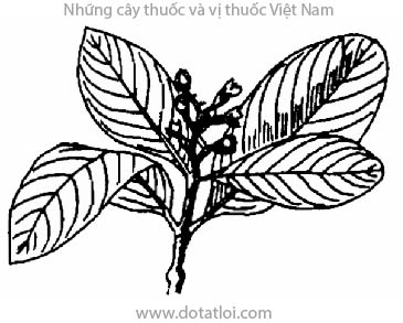 TAI CHUA, 大果藤黄, Garcinia pedunculata Roxb., G. cowa Roxb., họ Bứa, Clusiaceae, Guttiferae