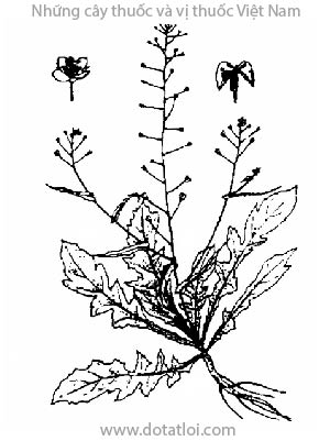 TỀ THÁI, 薺菜, 荠菜, tề, tề thái hoa, địa mễ thái, Capsella bursa pastoris (L.) Medic., họ Chữ thập Brassicaceae, Cruciferae