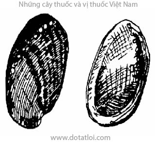 THẠCH QUYẾT MINH, 石決明, cửa khổng, cửa khổng loa, ốc khổng, bào ngư, Haliotis sp, họ Haliotidae, lớp Phúc túc, Gastropoda, ngành Nhuyễn thể, Mollusca