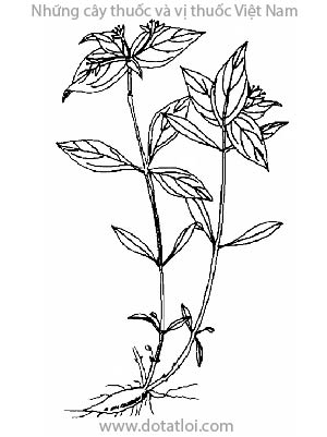 Thái tử sâm, Pseudostellaria raphonorrhiza
