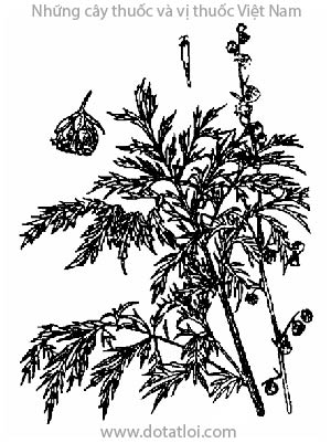 THANH CAO, 青蒿, thảo cao, hương cao, thanh hao, Artemisia apiacea Hance., họ Cúc Artemisia, Compositae