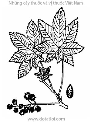 THẦU DẦU, 蓖麻, đu đủ tía, dầu ve, tỳ ma, Ricinus communis L., họ Thầu dầu, Euphorbiaceae