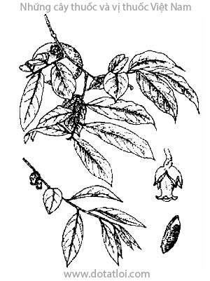 THỊ, 黃柿, thị muộn, Diospyros decandra Lour., họ Thị, Ebenaceae