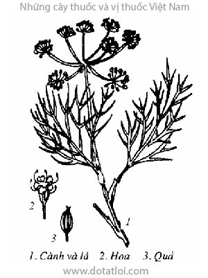 THÌA LÀ, 蒔蘿, 莳萝, rau thìa là, phăk si, aneth, Anethum graveolens L., Peucedanum graveolens Benth. et Hook., họ Hoa tán, Apiaceae, Umbelliferae