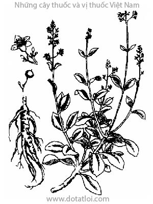 THỔ CAO LY SÂM, 土人參, 土人参, sâm, đông dương sâm, cao ly sâm, sâm thảo, giả nhân sâm, thổ nhân sâm, Talinul crassifolium Willd., Talinum patens L., Talinum paniculatum Gaertn., họ Rau sam, Portulaceaceae