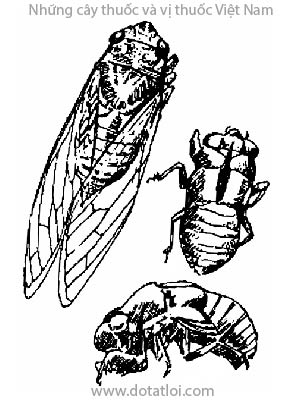 THUYỀN THUẾ, 蟬蛻, 蝉蜕, thuyền thoái, thiền thoái, thiền xác, thiền thuế