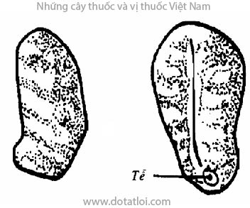 Tiểu đậu khấu, Elettaria cardamomum