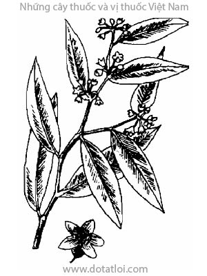 TRẦM HƯƠNG, 沉香, kỳ nam, trà hương, gió bầu, bois d'aigle, bois d'aloes, Aquilaria agallocha Roxb., A. crassna Pierre, họ Trầm, Thymelacaceae