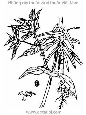 TỤC TUỲ TỬ, 續隨子, 续随子, Thiên kim tử, Euphorbia lathyris Lin, họ thầu dầu, Euphorbiaceae