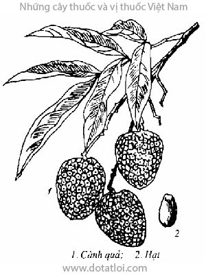 VẢI, 荔枝, quả vải, lệ chi, phle kulen, Litchi sinensis Radlk., Nephelium litchi Cambess, Euphoria litchi Desf, họ Bồ hòn, Sapindaceae