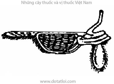 XẠ HƯƠNG, 麝香, nguyên thốn hương, lạp tử, hươu xạ, sóc đất, Moschus moschiferus L., họ Hươu, Cervidae, Hươu xạ và túi xạ, Moschus moschiferus