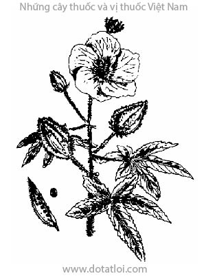 VÔNG VANG, 黄葵, bông vang, ambrette, ketmiemusquée, Hibiscus abelmoschus L., Abelmoschus moschatus Moench., họ Bông, Malvaceae