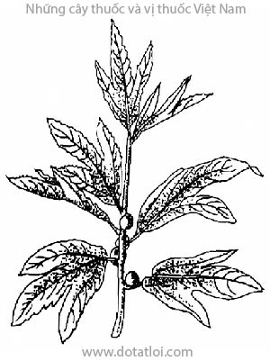 VÚ BÒ, 山榕, vú chó, Ficus heterophyllus L., họ Dâu tằm, Moraceae