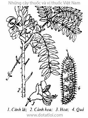 VUỐT HÙM, 南蛇竻, móc mèo, móc diều, trầu sa lực, Caesalpinia minax Hance, họ Vang, Caesalpiniaceae