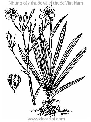 XẠ CAN, 射干, cây rẻ quạt, la cho, Iris tigré, Belamcanda sinensis (L) DC., Pardanthus sinensis Ker., Ixia sinensis Murr., họ Lay ơn, Iridaceae