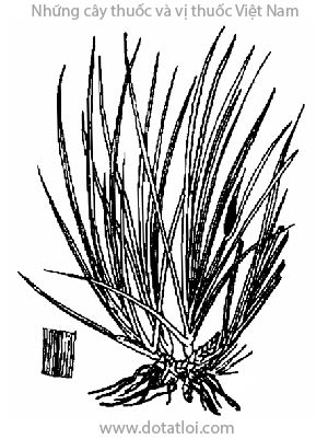 XƯƠNG BỒ, 菖蒲, thạch xương bồ, thuỷ xương bồ, Acorus gramineus Soland: Acorus calamus L., họ Ráy, Araceae