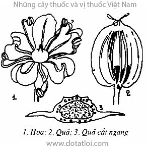 Xuyên phòng phong, Radix Ligustici brachylobi, Ligusticum brachylobum Franch, họ Hoa tán Apiaceae, Umbelliferae