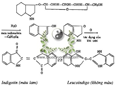 indigotin, laucoindigo