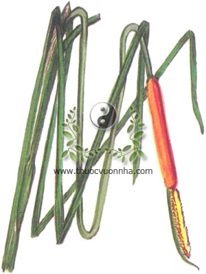 cây cỏ nến, 香蒲, bồ thảo, hương bồ thảo, bồ hoàng, Typha orientalis G. A. Stuart, họ Hương bồ, Typhaceae