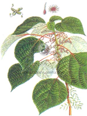 cây gai, trữ ma, Boehmeria nivea (L) Gand. (Urtica nivea L.), 苧麻, 苎麻