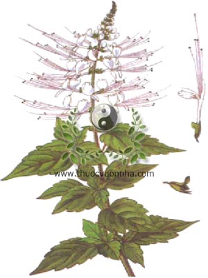 cây râu mèo, cỏ râu mèo, 貓須草, 猫须草, cây bông bạc, Orthisiphon stamineus Benth, họ Hoa môi Lamiaceae, Labiatae