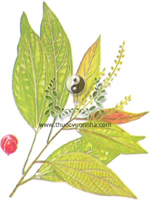 cây rùm nao, 粗糠柴, thô khang sài, kamala, camala, mọt, Mallotus philippinensis (Lam.) Muell. Arg., họ Thầu dầu, Euphorbiaceae