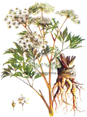 đương quy, 當歸, 当归, tần quy, vân quy, Angelica sinensis (Oliv.) Diels, Angelica polymorpha Maxim. var. sinensis Oliv, họ Hoa tán, apraceae, Umbelliferae