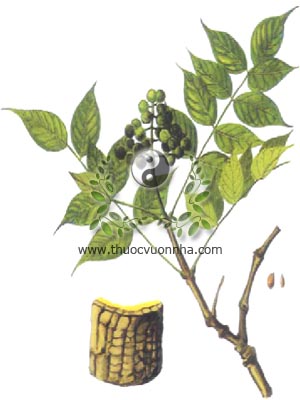 hoàng bá, 黃柏, hoàng nghiệt, Phellodendron amurense Rupr., Phellodendron amurense Rupr. var. sachalinense Fr. Schmidt, họ Cam quít, Rutaceae