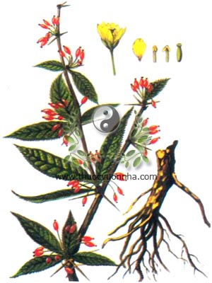 hoàng liên gai, 小蘗紅豆杉, hoàng mù, hoàng mộc, Berberis wallichiana DC, họ Hoàng liên gai, Berberidaceae