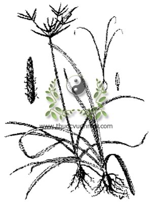 hương phụ, 香附, củ gấu, cỏ gấu, cỏ cú, Cyperus rotundus Linné., họ Cói, Cyperaccae