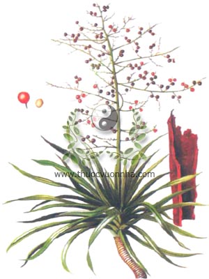 huyết giác, 山鐵樹, 山铁树, cây xó nhà, cây dứa dại, cây giáng ông, Pleomele cochinchinensis Merr., Dracaena loureiri Gagnep., họ Hành tỏi, Liliaceae