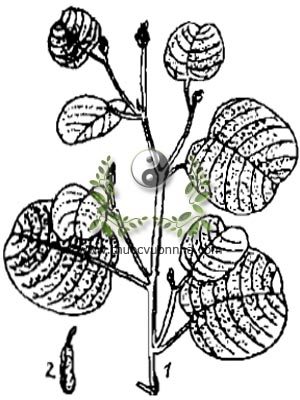 kim tiền thảo, 金錢草, 金钱草, mắt trâu, đồng tiền lông, vảy rồng, mắt rồng, Desmodium styracifolium (Osb.) Merr., họ Cánh bướm, Fabaceae, Papilionaceae