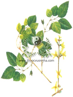 liên kiều, 連翹, 连翘, trúc can, hoàng thọ đan, hạn liên tử, Forsythia suspensa Vahl., họ Nhài, Oleacae