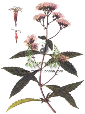 mần tưới, 澤蘭, 泽兰, hương thảo, lan thảo, Ayapana du Tonkin, Eupatorium staechadosmun Hance., họ Cúc Asteraceae, Compositae