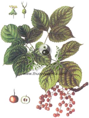 nhội, 秋楓木, 秋枫木, thu phong, ô dương, trọng dương mộc, Bischofia trifoliata (Roxb.) Hook.f., Bischofia javanica Blume, Andrachne trifoliata Roxb, họ Thầu dầu, Euphorbiaceae