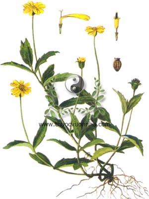 sài đất, 蟛蜞菊, húng trám, ngổ núi, cúc nháp, cúc giáp, hoa múc, Wedelia calendulacea (L.) Less (Verbesina calendulacea L.), họ Cúc Asteraceae, Compositae